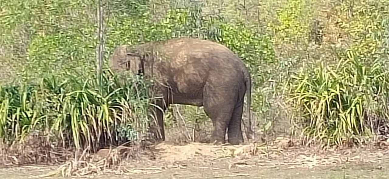  ଜଳେଶ୍ବର ରେଞ୍ଜରେ ଶିମିଳିପାଳ ହାତୀପଲ, ଲୋକେ ଆତଙ୍କିତ
