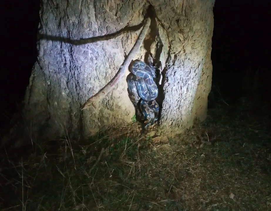  ୭ ଫୁଟ ଲମ୍ବ ଅଜଗର ଉଦ୍ଧାର