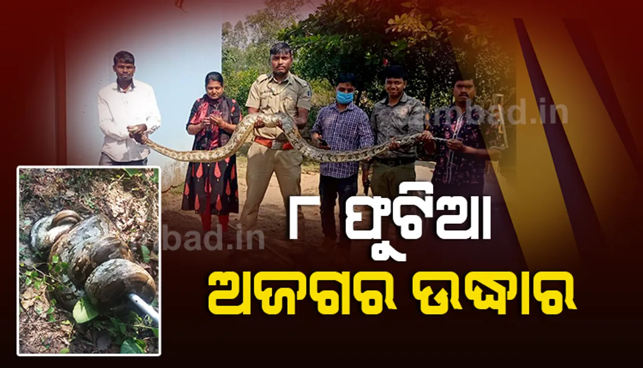  ବାଗଡ଼ିହି ନିକଟରୁ ୮ ଫୁଟିଆ ଅଜଗର ଉଦ୍ଧାର 