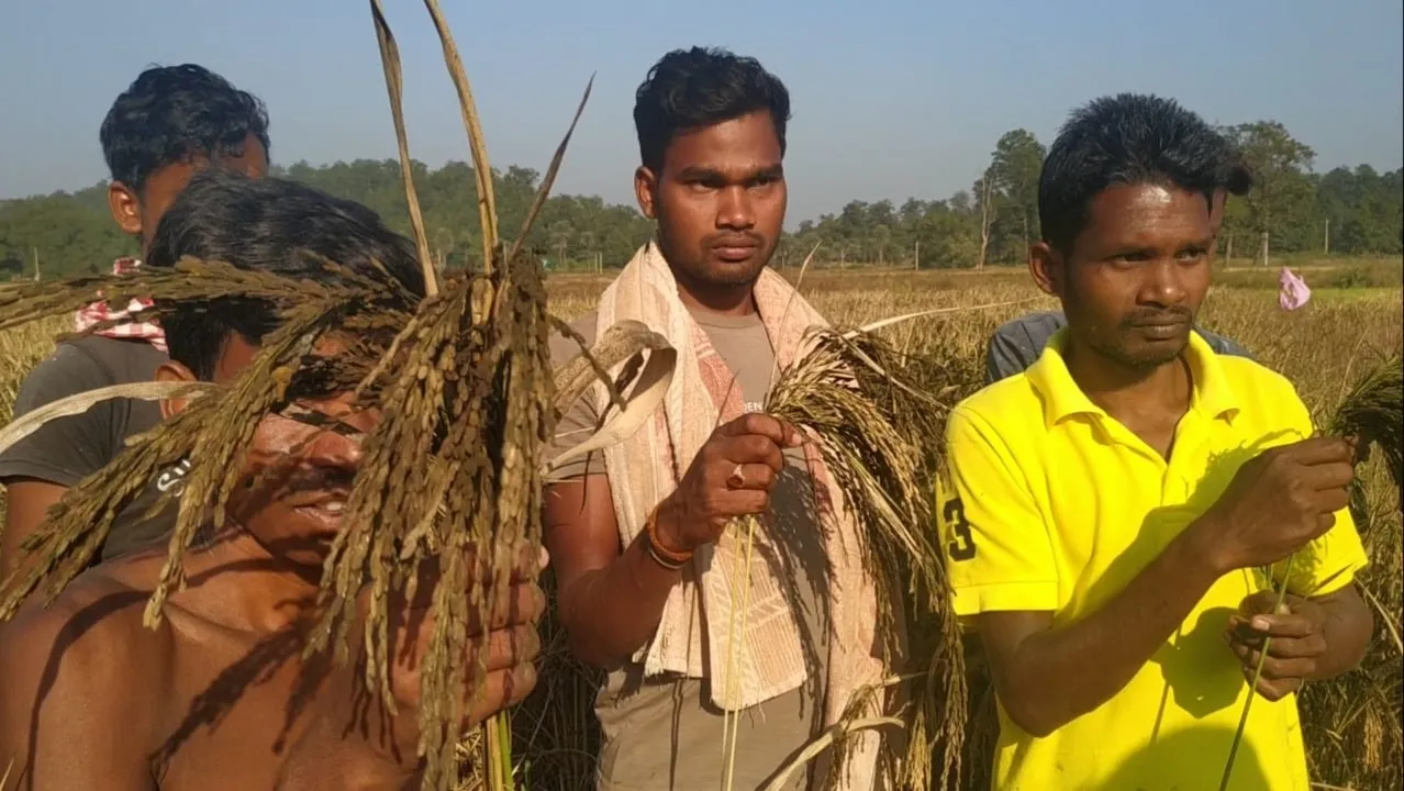  ଧାନ ଫସଲରେ ଅଚିହ୍ନା ରୋଗ; ୫୦୦ ହେକ୍ଟର ଫସଲ ନଷ୍ଟ; ଚାଷୀ ମୁଣ୍ଡରେ ଚଡ଼କ