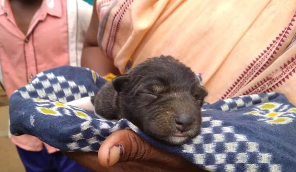  ବୀରମହାରାଜପୁର ସହର ଉପକଣ୍ଠରୁ ନବଜାତ ଭାଲୁ ଛୁଆ ଉଦ୍ଧାର