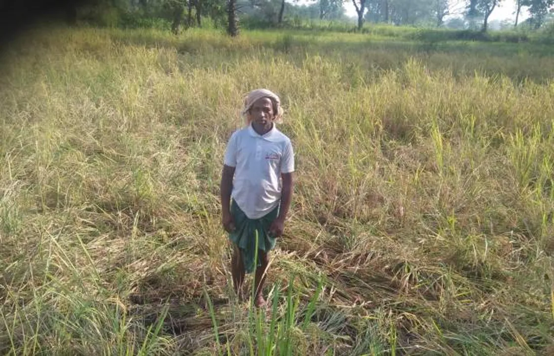  ବାର୍‌ହା ଉପଦ୍ରବରେ ଧାନ ଫସଲ ନଷ୍ଟ
