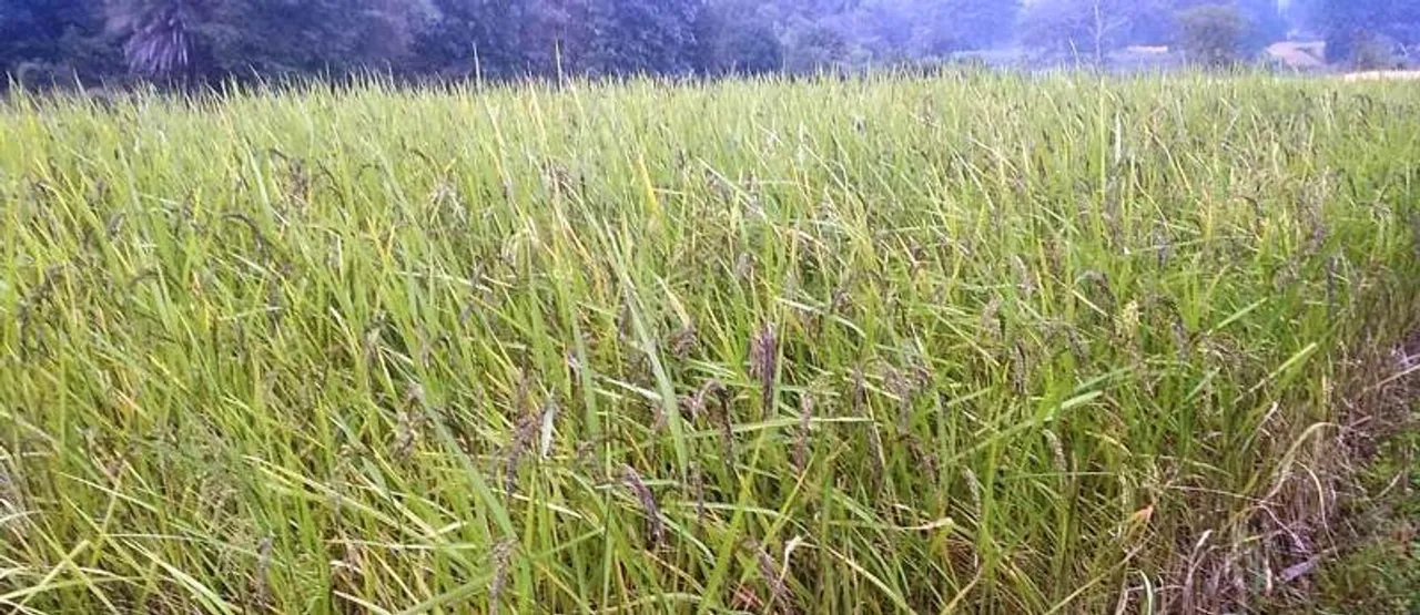  କୁଟିଆ କନ୍ଧଙ୍କୁ ରୋଜଗାର ଯୋଗାଉଛି ଲେମନ୍ ଗ୍ରାସ୍ ଓ କଳାବତୀ ଧାନ