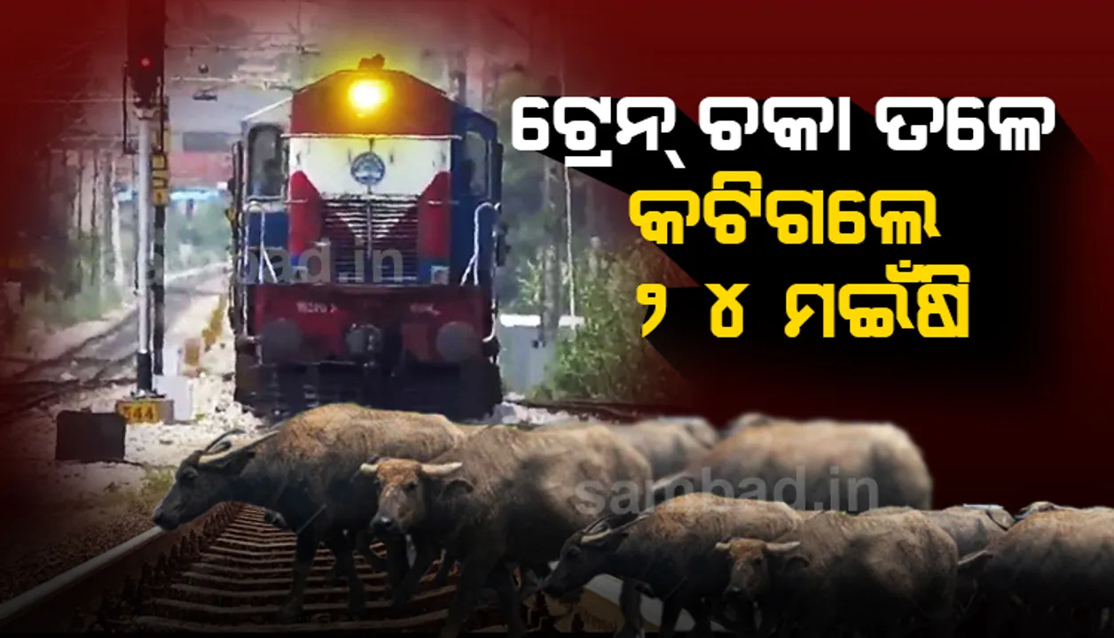  ଢେଙ୍କାନାଳ : ଟ୍ରେନ ଧକ୍କାରେ ୨୪ ମଇଁଷି ମୃତ, ଋଣକରି ମଇଁଷି କିଣିଥିବା ଚାଷୀ ସର୍ବସ୍ବାନ୍ତ