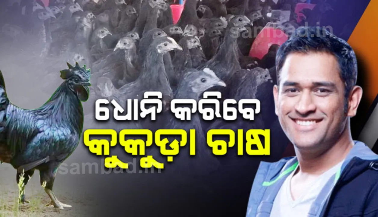  ମହେନ୍ଦ୍ର ସିଂ ଧୋନୀ କରିବେ କୁକୁଡ଼ା ଚାଷ: କଳା କଡକନାଥ କୁକୁଡା ଚାଷ ପାଇଁ ୨ ହଜାର ଚିଆଁ କରିଛନ୍ତି ବରାଦ