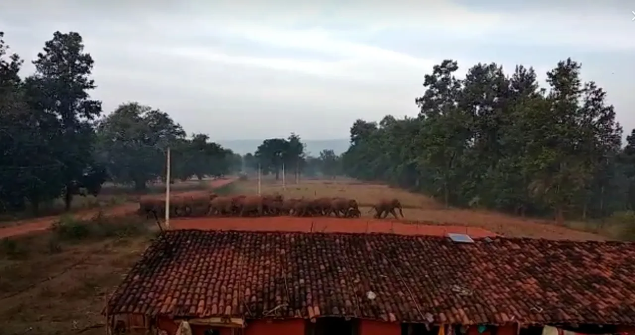  ଜର୍ଡା ରେଞ୍ଜରେ ହାତୀ ଉପଦ୍ରବ