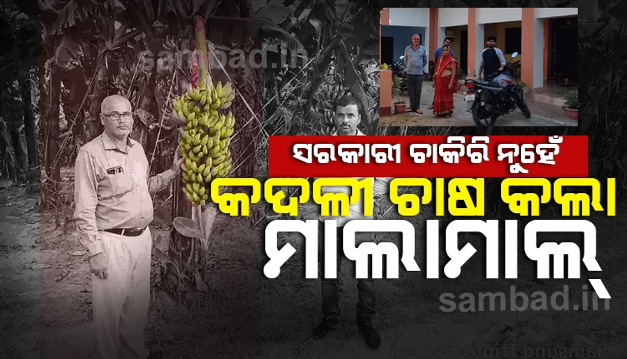  ସରକାରୀ ଚାକିରିରେ ସନ୍ତୁଷ୍ଟ ନଥିଲେ, କଦଳୀ ଚାଷ କରି ମାଲାମାଲ୍‌ ହେଲେ ଚାଷୀ; ଉପାର୍ଜନ କରୁଛନ୍ତି ୧୨ ଲକ୍ଷ ଟଙ୍କ‌ା