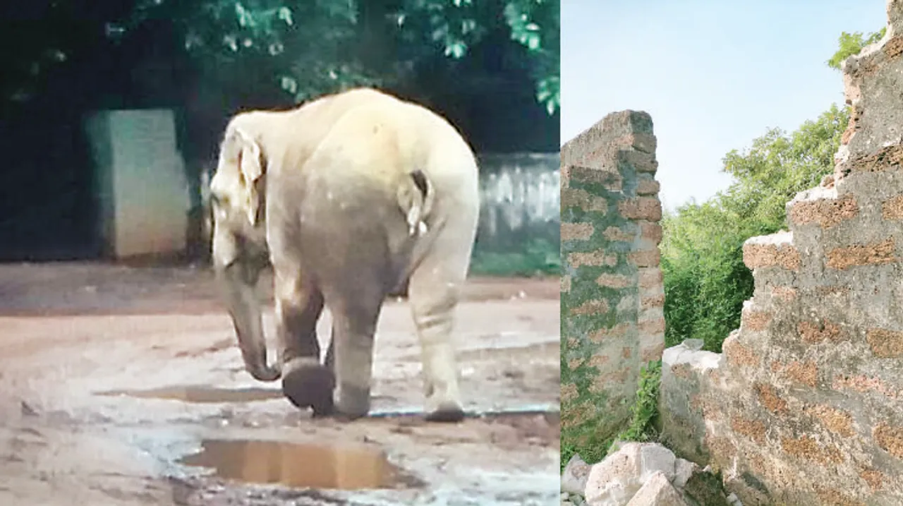  ନନ୍ଦନକା‌ନନରେ ପୁଣି ପଶିଲା ମାକ୍‌ନା