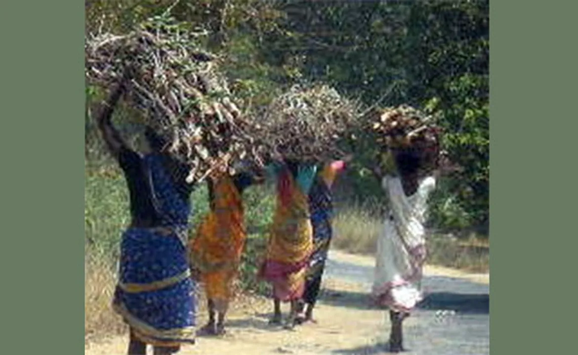  ଉଜ୍ବଳା ଫେଲ୍, ଜାଳେଣି ପାଇଁ ଜଙ୍ଗଲ ଉପରେ ନିର୍ଭର କରୁଛନ୍ତି ଲୋକେ 