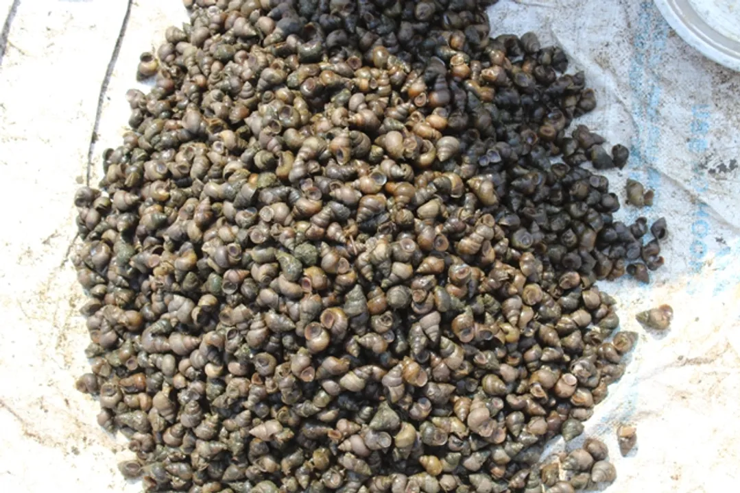  ଜଳ ଘଟେଇ : ସ୍ୱତନ୍ତ୍ର ଖାଦ୍ୟ, ନିଆରା ସ୍ୱାଦ