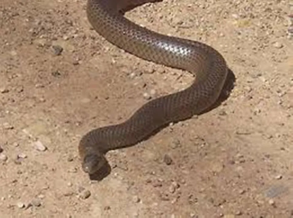  Sydney Snake Catcher 