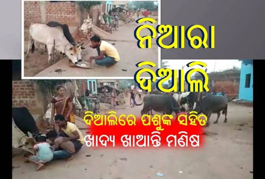  ଆଦିବାସୀଙ୍କ ନିଆରା ଦିଆଲି ପର୍ବ: ଗାଈଗୋରୁଙ୍କୁ ପୂଜା କରନ୍ତି, ପଶୁଙ୍କ ସହିତ ଗୋଟିଏ ଥାଳିରେ ଖାଆନ୍ତି