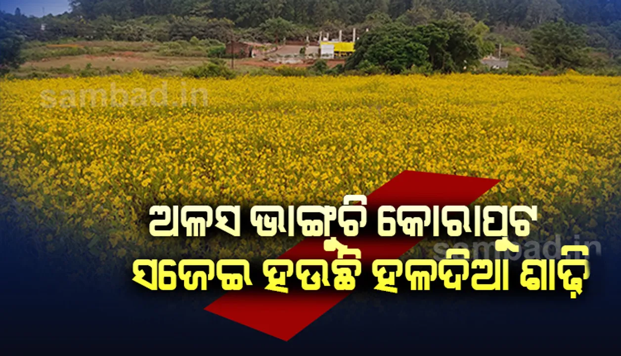  ଅଳସୀ ମେଳରେ ଅଳସ ଭାଙ୍ଗୁଛି କୋରାପୁଟ, ସଜେଇ ହୋଇଛି  ହଳଦିଆ ଶାଢି