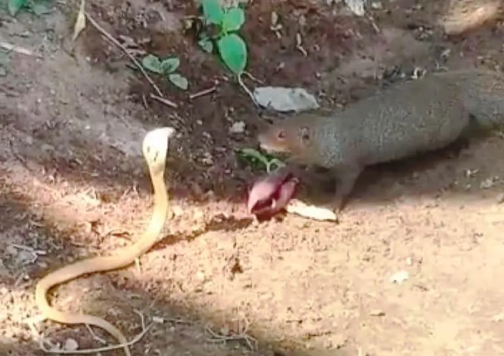  ନାଗ ସାପ ସହ ଲଢେଇ କରି ଜିତିଲା ପୋଷା ନେଉଳ, ଦେଖନ୍ତୁ ଭିଡିଓ