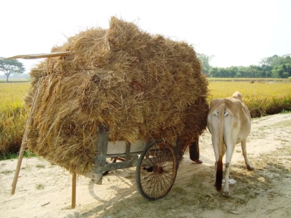  ବର୍ଷାରେ ଭିଜିଲା ଧାନ, ଚିନ୍ତା ବଢ଼ିଲା; ବିନା ଟୋକନ୍‌ରେ ମଣ୍ଡିକୁ ଧାନ ବୋହୁଛନ୍ତି ଚାଷୀ