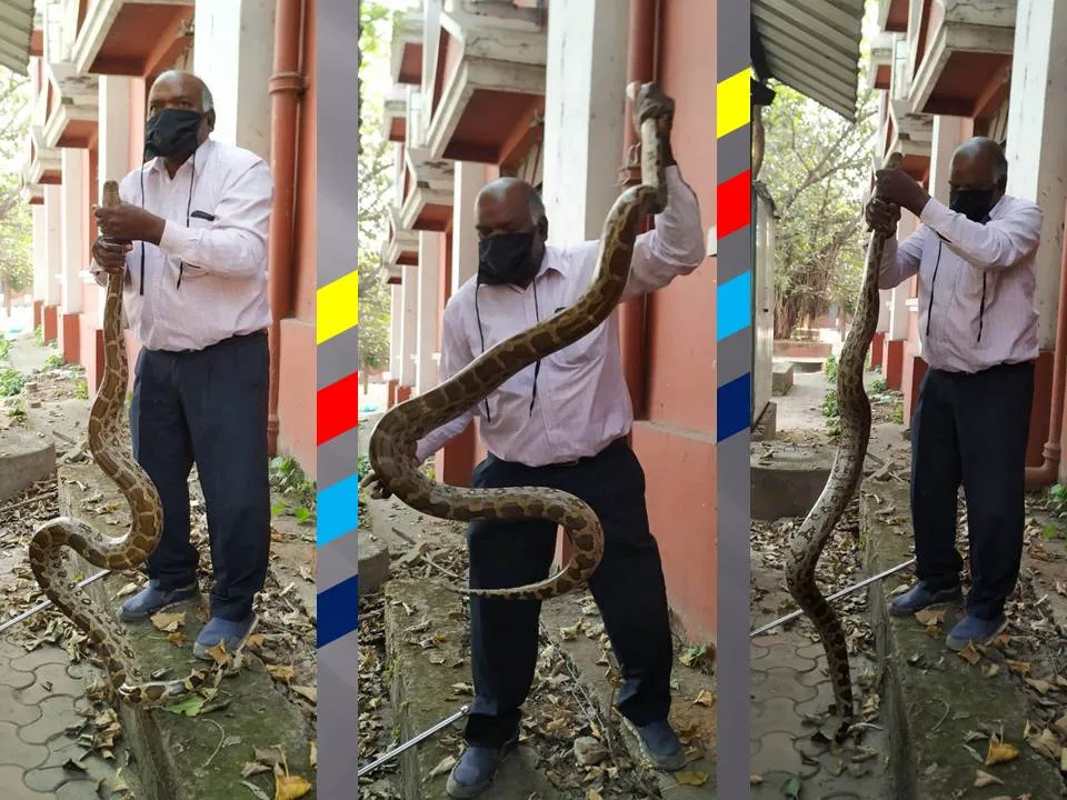  କୋର୍ଟ ପରିସରରୁ ୯ ଫୁଟ ଲମ୍ବର ଅଜଗର ସାପ ଉଦ୍ଧାର