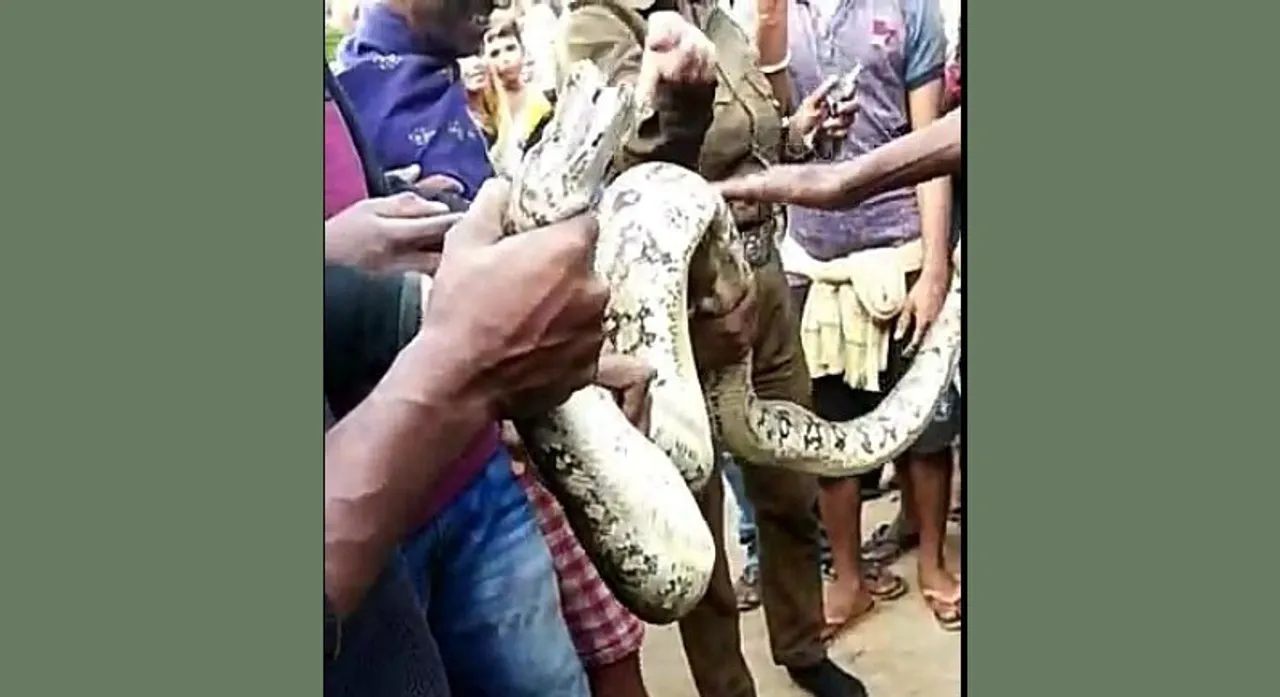  ବଡ଼ଗାଁ ବନାଞ୍ଚଳ ଯାଜପୁର ଗାଁରୁ ଅଜଗର ଉଦ୍ଧାର 
