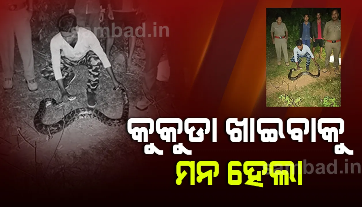  ଫାର୍ମରେ ପଶି କୁକୁଡ଼ା ଗିଳିଲା ୮ଫୁଟର ଅଜଗର