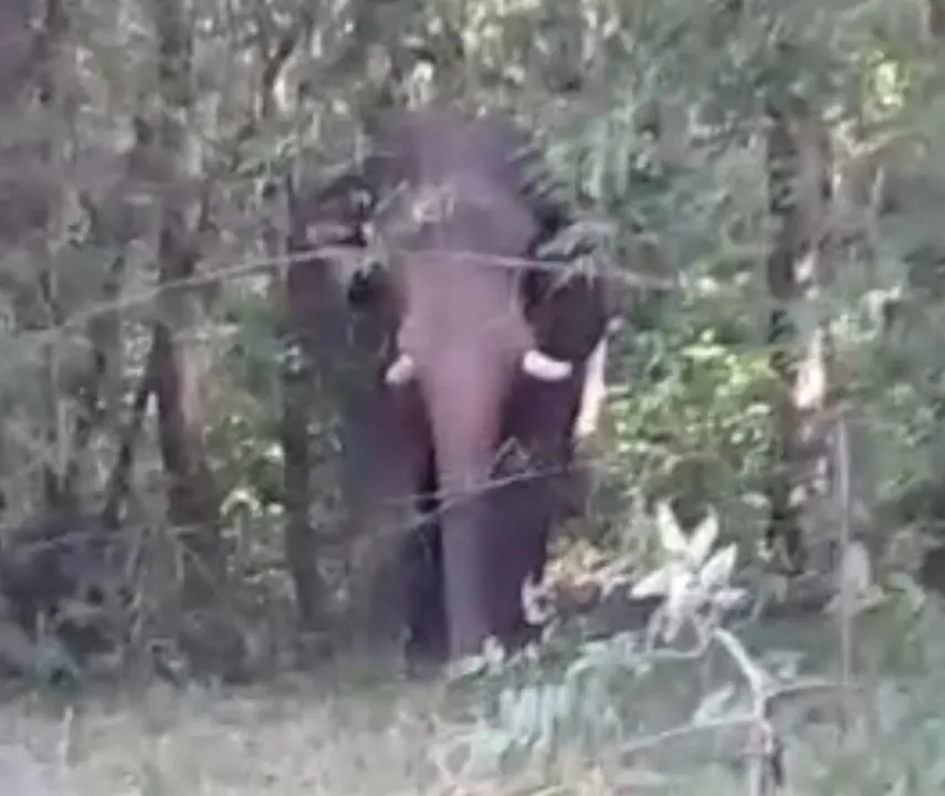  ପୁଣି ଫେରିଲା ଗୋଠଖଣ୍ଡିଆ ଦନ୍ତା ହାତୀ 