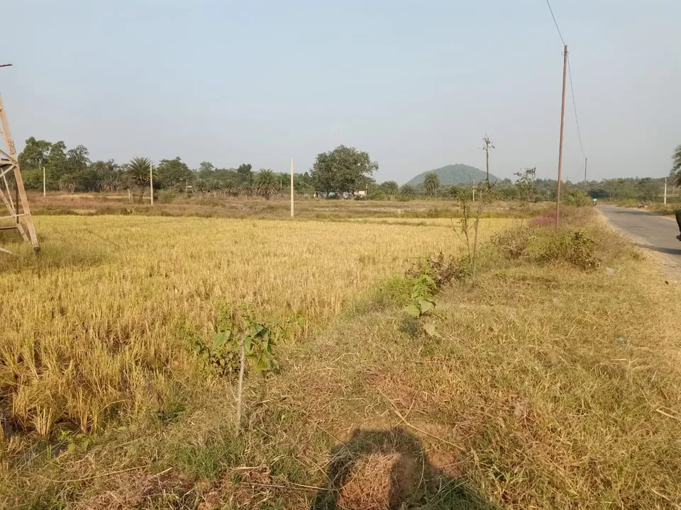  ଜାଗା ଅଛି, ଚାରା ଦିଶୁନି : ୧୧.୮୬ ଲକ୍ଷ ଚାରା ରୋପଣରେ ଖର୍ଚ୍ଚ କରିଛନ୍ତି ୧୧.୨୬ କୋଟି