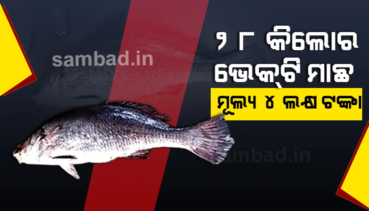  ଜାଲରେ ଫସିଲା ୨୮କେଜିର ଭେକ୍‌ଟି ମାଛ, ୪ ଲକ୍ଷରେ କିଣିଲା କୋଲକାତାର ଔଷଧ କମ୍ପାନି