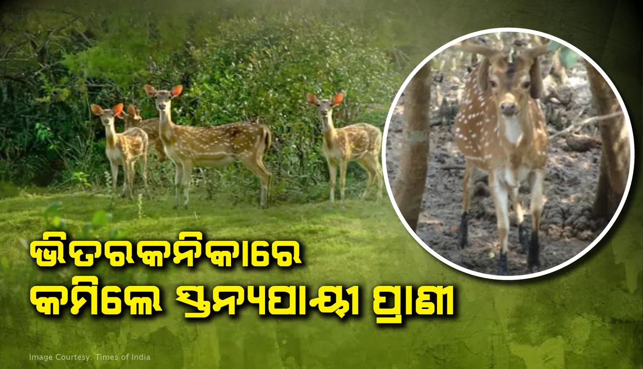  ଭିତରକନିକାରେ କମିଲେ ସ୍ତନ୍ୟପାୟୀ ପ୍ରାଣୀ; ଗତବର୍ଷ ଠାରୁ ୨୦୧ ପ୍ରାଣୀ କମ୍‌