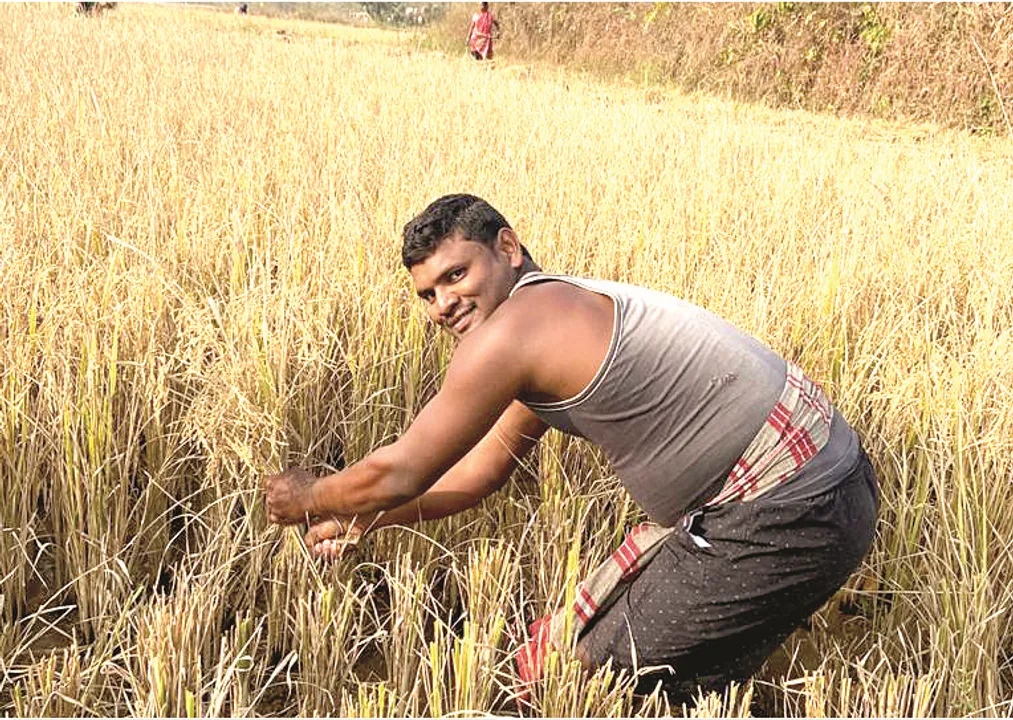 କରୋନା କାରୁଣ୍ୟରେ ଅନ୍ୟଙ୍କ ପାଇଁ ପ୍ରେରଣା: ରେଭେନ୍ସା ଛାତ୍ରଙ୍କ ଧାନକଟା