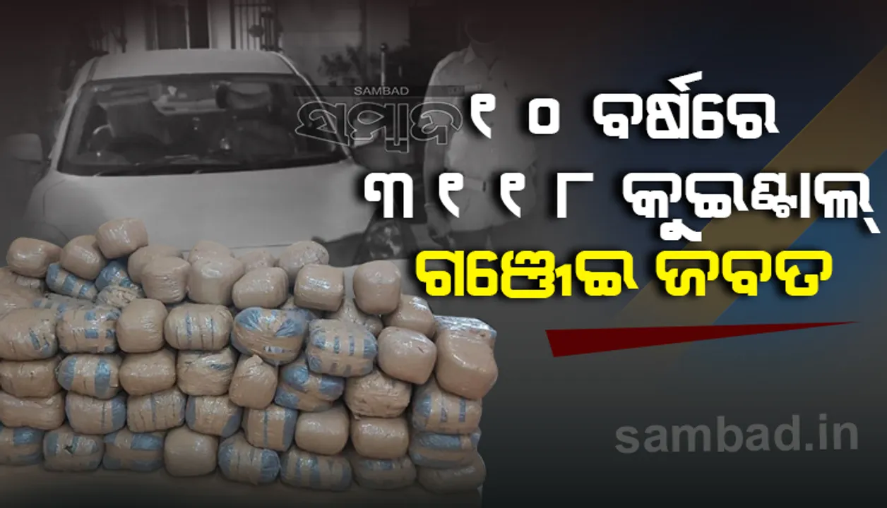  ଦୁର୍ଗମ ଅଂଚଳରେ ବଢ଼ିଛି ବେଆଇନ ଗଂଜେଇ ଚାଷ, ଦଲାଲ ମାଧ୍ୟମରେ ବାହାର ରାଜ୍ୟକୁ ହେଉଛି ଚାଲାଣ
