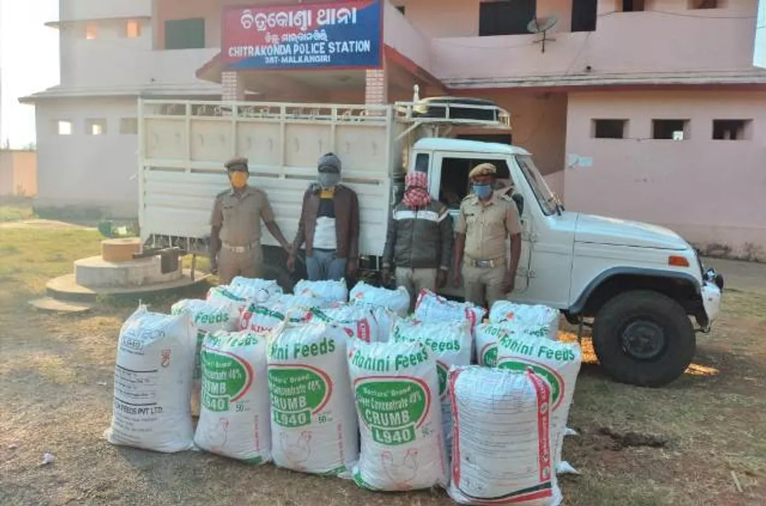  ମାଲକାନଗିରିରୁ ଚାଲାଣ କରୁଥିଲେ ୫୦୦ କିଲୋ ଗଂଜେଇ, ଧରାପଡ଼ିଲେ ୨ ଅଭିଯୁକ୍ତ