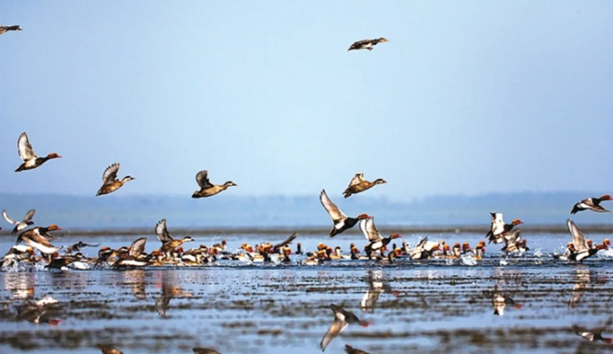  ସିଂହାବଗାକୁ ଆସିଲେ ବିଦେଶୀ ପକ୍ଷୀ, ଦୁଇ ବିରଳ ପ୍ରଜାତିର ପକ୍ଷୀ ଦୃଶ୍ୟମାନ