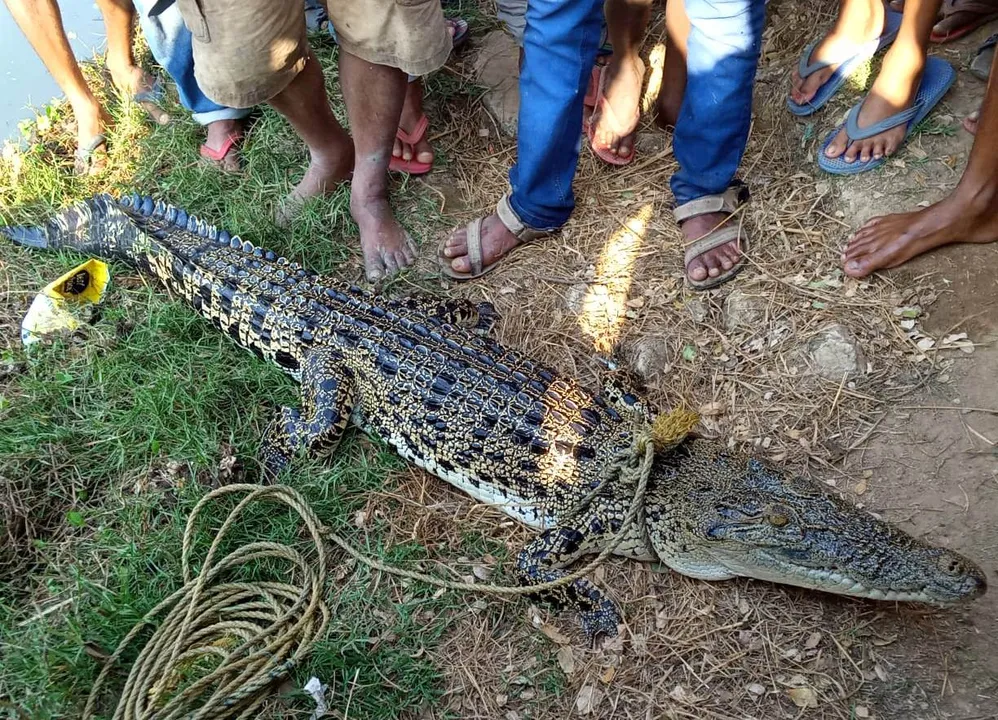  ଜାଲରେ ପଡ଼ିଲା କୁମ୍ଭୀର