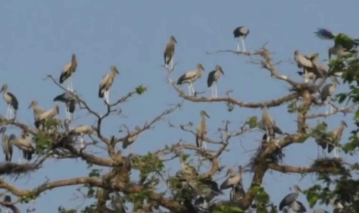  ମନମୁଣ୍ଡା : ବହୁ ସଂଖ୍ୟାରେ ଗେଣ୍ଡାଳିଆଙ୍କ ଆଗମନ, ସୁରକ୍ଷା ଦାବି