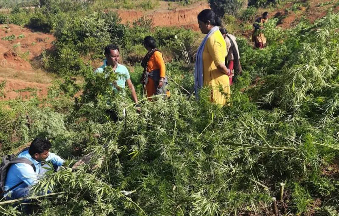  ୮୭ ଏକର ଜମିରେ ଗଂଜେଇ ଚାଷ: ୧୨ କୋଟି ଟଙ୍କାର ଗଞ୍ଜେଇ ଗଛ ନଷ୍ଟ କଲା ପୁଲିସ ଓ ଅବକାରୀ ବିଭାଗ