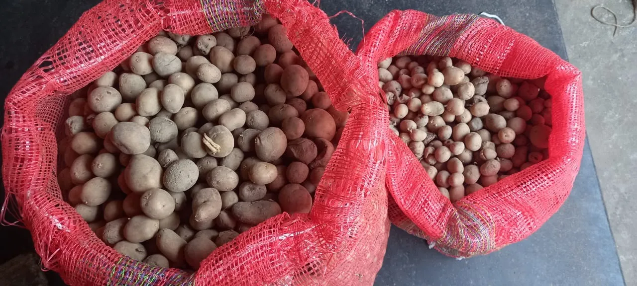  ଆଳୁ ଚାଷ ପ୍ରତି ସରକାରୀ ପ୍ରୋତ୍ସାହନ ଏମିତି! ଚଢ଼ା ଦରରେ କିଣିପାରୁନି ଚାଷୀ