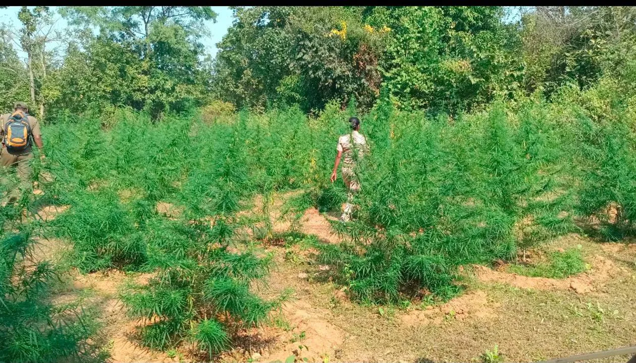  ଛେଣ୍ଡିପଦାରେ ପୁଣି ସକ୍ରିୟ ହେଉଛି ଗଞ୍ଜେଇ ଚାଷ, କଟାଗଲା ଅଢେଇ ହଜାର ଗଛ