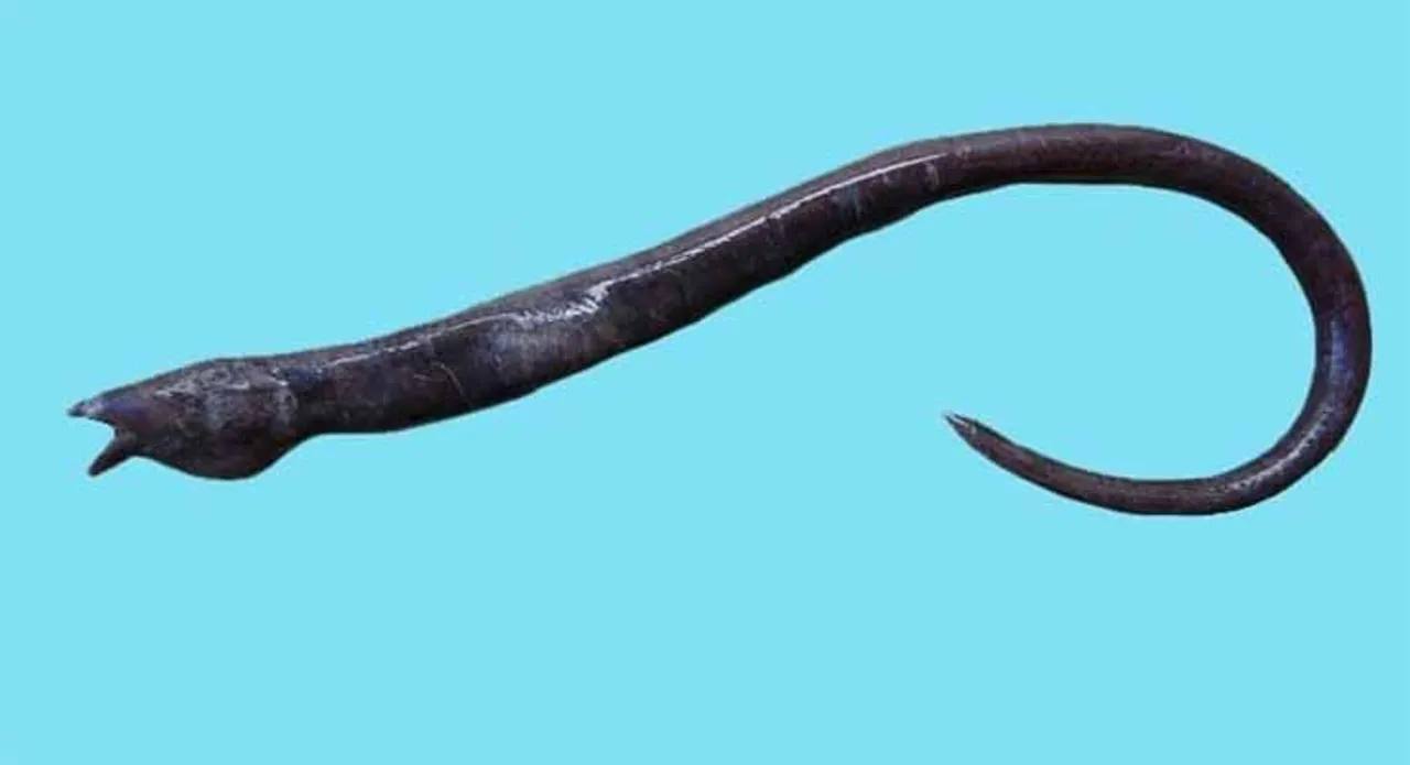  ଚେନ୍ନାଇରୁ ବିରଳ ପ୍ରଜାତିର ମାଛ ଠାବ