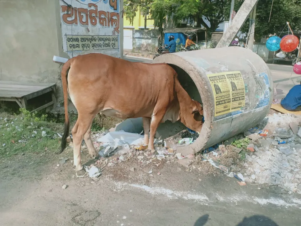  ଖାଦ୍ୟ ଅନ୍ୱେଷଣରେ...(ଫଟୋ: ମନୋଜ, ବାଲେଶ୍ୱର)