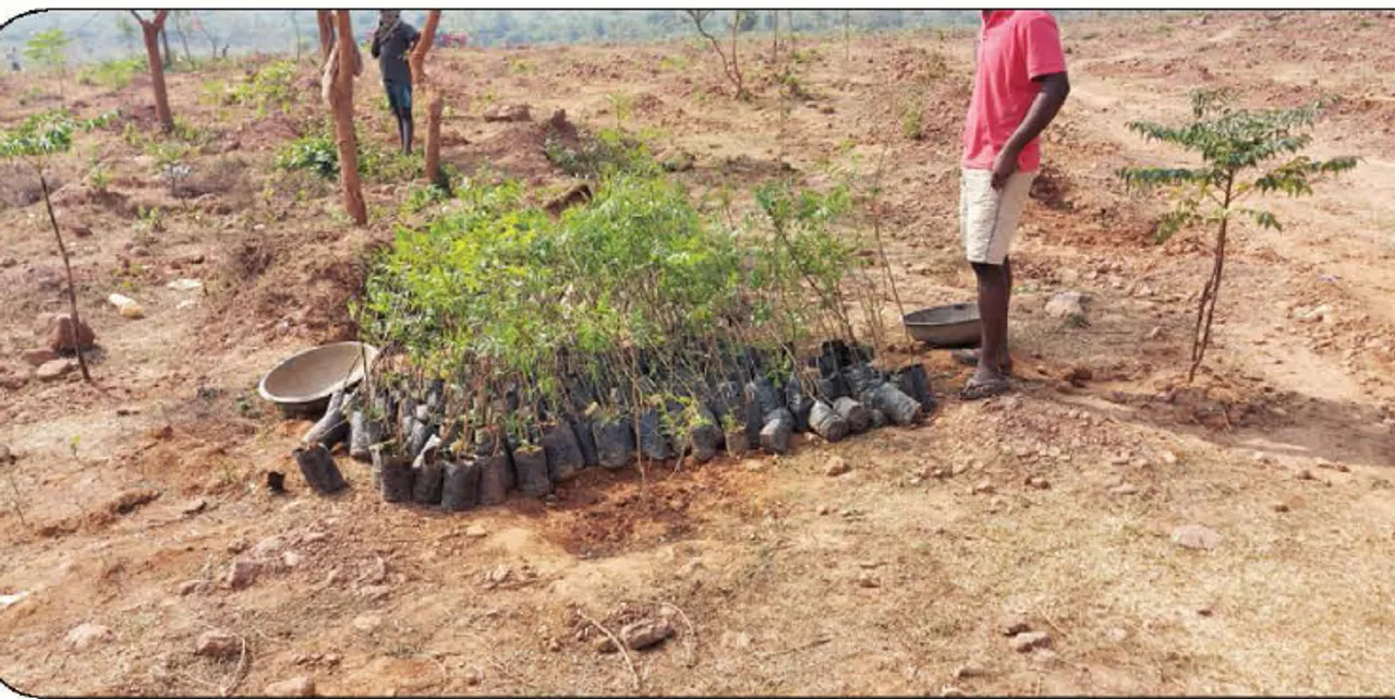  ବନୀକରଣ ଦୁର୍ନୀତି: ଅଧିକାରୀ ଛାନିଅ‌ା, ତଦନ୍ତ ପୂର୍ବରୁ ତରବରିଆ ଗଛ ପୋତା