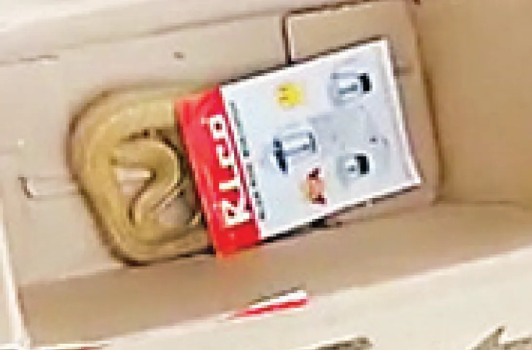  ଗ୍ରାଇଣ୍ଡର ପେଟିରେ ସାରା ରାତି ନାଗ