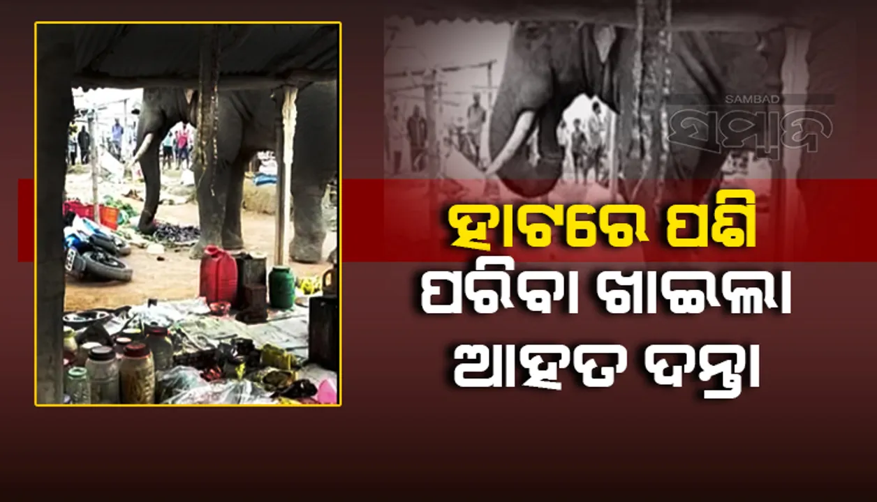  ଭିଡିଓ: ହାଟରେ ପଶି ପରିବା ଖାଇ ଚାଲିଗଲା ଆହତ ଦନ୍ତା, ଉପସ୍ଥିତ ଲୋକେ ଭୟରେ ଦୌଡ଼ିଲେ