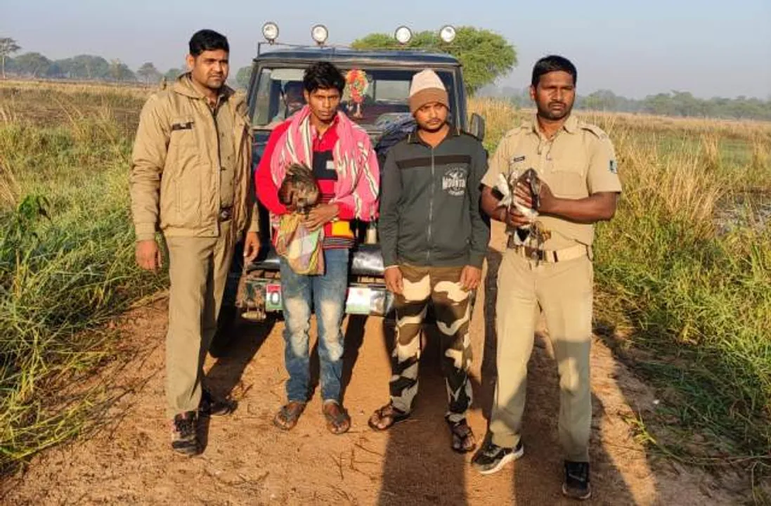  ହୀରାକୁଦ ଜଳଭଣ୍ଡାରରୁ ଦୁଇ ପକ୍ଷୀ ଉଦ୍ଧାର, ଶିକାରୀ ଗିରଫ