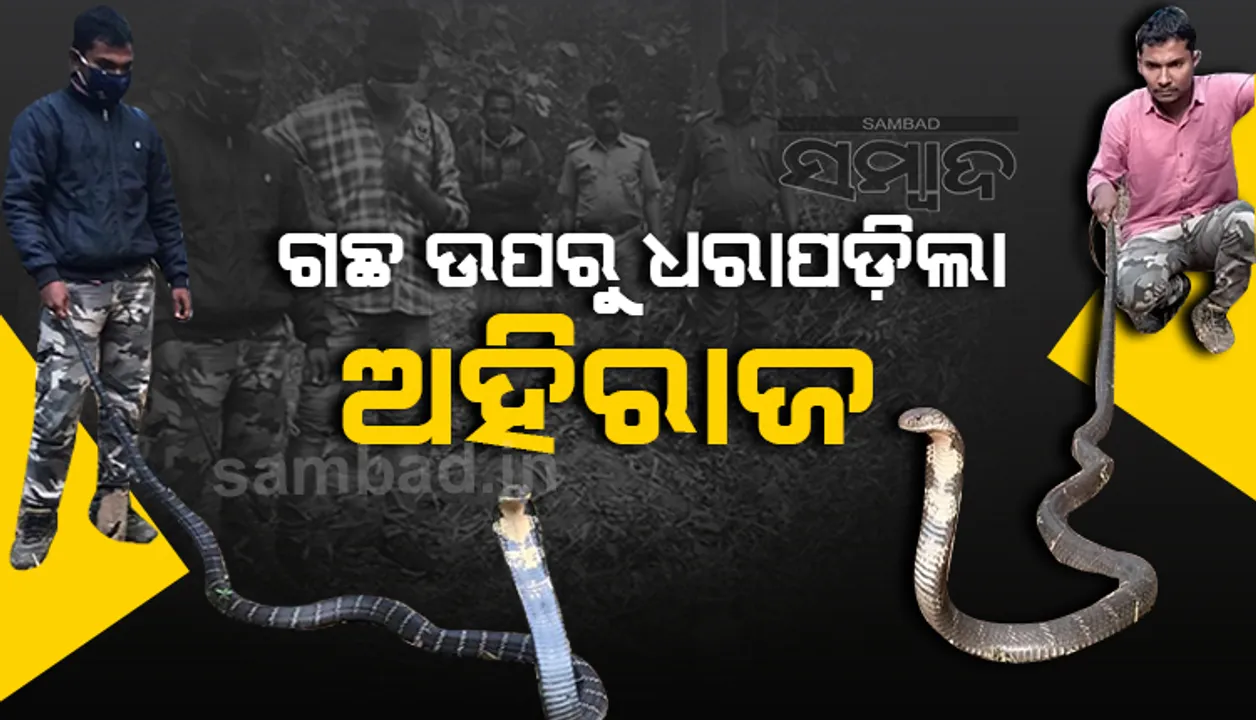  ଗଛ ଉପରୁ ୧୨ଫୁଟର ଅହିରାଜ ଉଦ୍ଧାର
