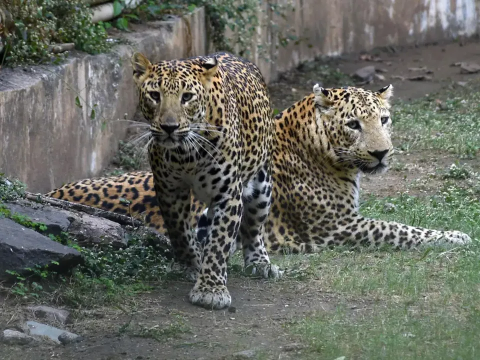  Image Courtesy of The Times of India 