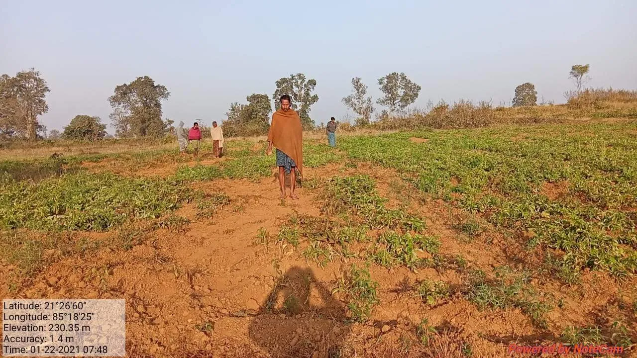  ହାତୀ ଉଜାଡ଼ିଲେ ଆଳୁ ଫସଲ