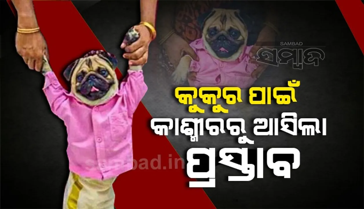  ମହିଳା ନିଜ ପୋଷା କୁକୁରକୁ ପିନ୍ଧାଇଲେ ବର ଭଳି ପୋଷାକ; କଶ୍ମୀରରୁ ଆସିଲା ପ୍ରସ୍ତାବ