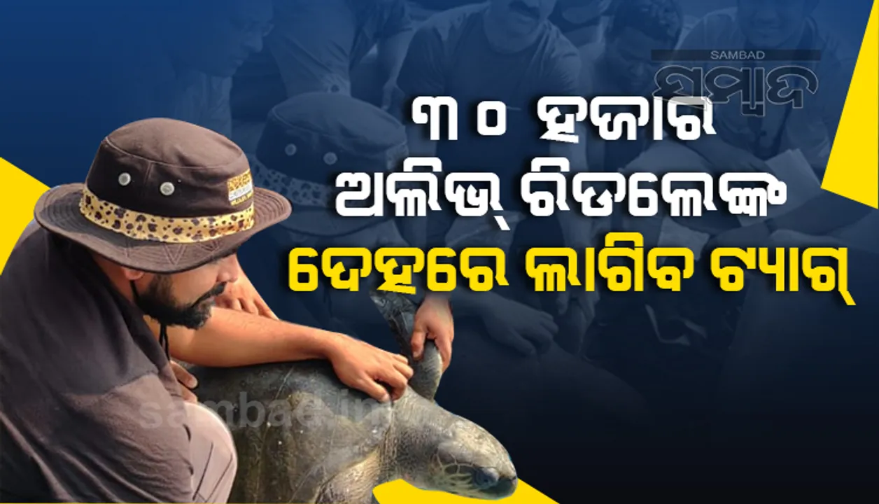  ଅଲିଭ ରିଡଲେଙ୍କ ଗତିବିଧି ଉପରେ ରହିବ ନଜର, ୨୫ ବର୍ଷ ପରେ ପୁଣି ଟ୍ୟାଗିଂ ଆରମ୍ଭ