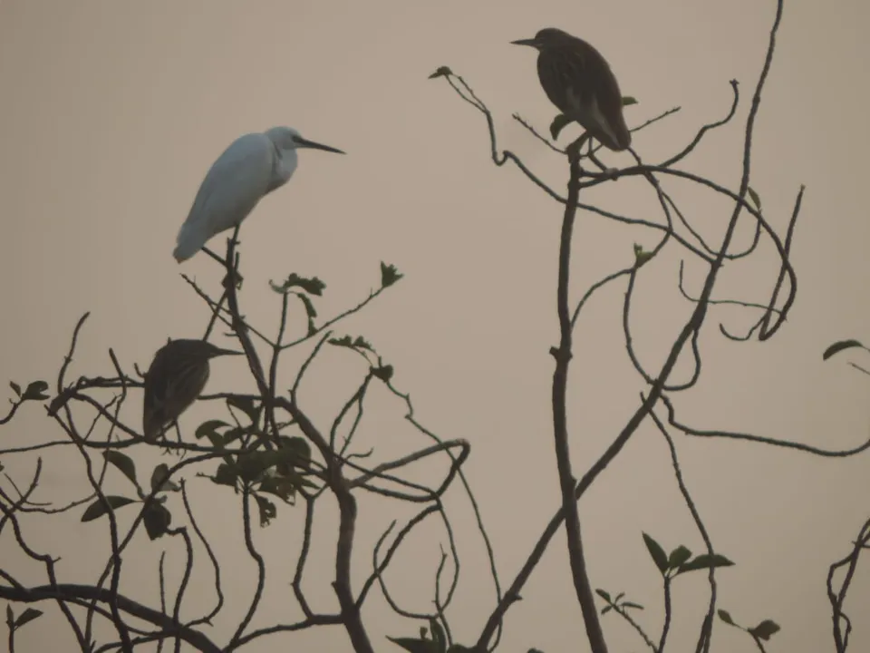  ଉତ୍ତର ଓ ଦକ୍ଷିଣ ଘୁମୁସର ବନଖଣ୍ଡରେ ପକ୍ଷୀ ଗଣନା  