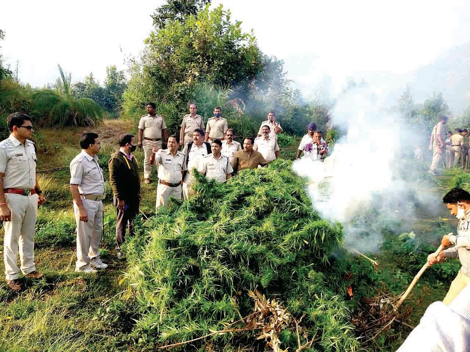 ଗଜପତି-ଗଞ୍ଜାମ ସୀମାନ୍ତରେ ୮୫ ଏକର ଗଞ୍ଜେଇ ଗଛ ନଷ୍ଟ