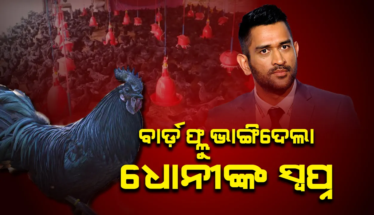  ନିଜ ଫାର୍ମରେ କଡକନାଥ କୁକୁଡ଼ା ଚାଷ କରିଥାନ୍ତେ ଧୋନୀ, ମରାଗଲା ୨୫୦୦ କୁକୁଡା