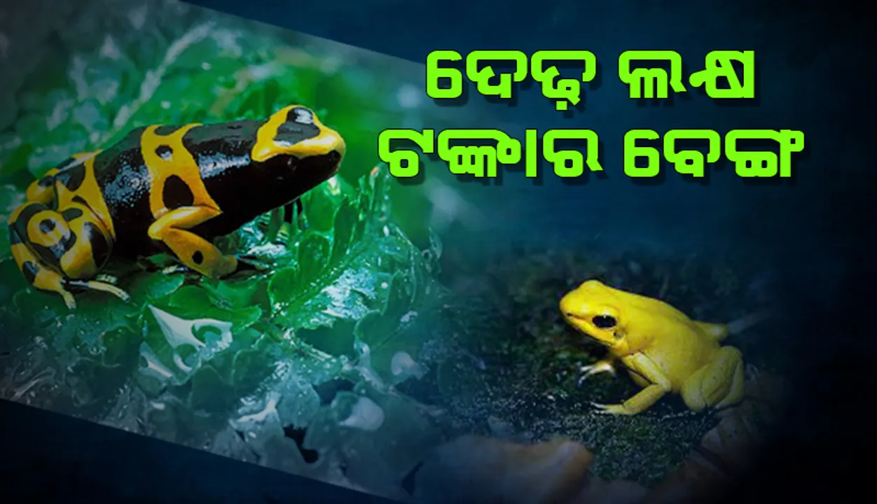  ଦେଢ଼ ଲକ୍ଷ ଟଙ୍କାର ବେଙ୍ଗ; ଜାଣନ୍ତୁ କ’ଣ ରହିଛି ଏହାର ବିଶେଷତ୍ବ